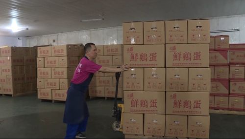 80萬只蛋雞的夏天 養(yǎng)得好，蛋才鮮